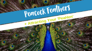 Peacocks + Attracting Your ‘PeaHen’